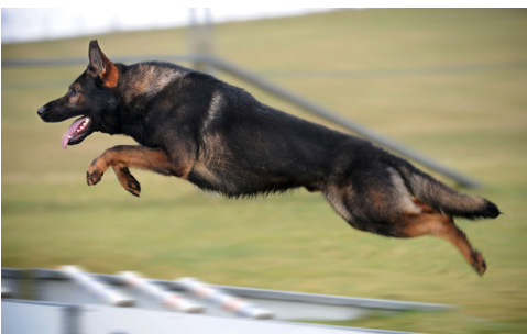 A dog is leaping through the air on an obstacle training course
