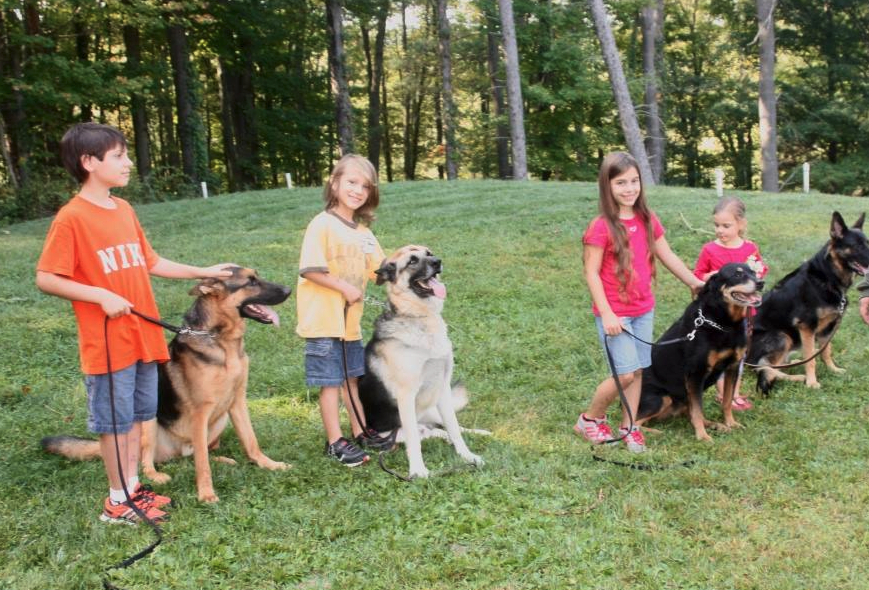 Four young children hold big dogs on a leash with no trouble at all.