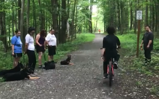 Dog training students have their pets on a down, on leash, while avoiding distraction of a bicyclist.