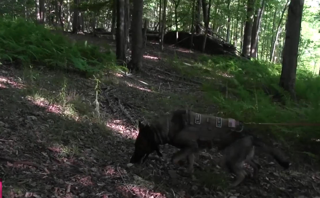 K-9 Unit searches the woods