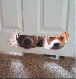 Two dogs poke their heads through a hole they chewed in a door!