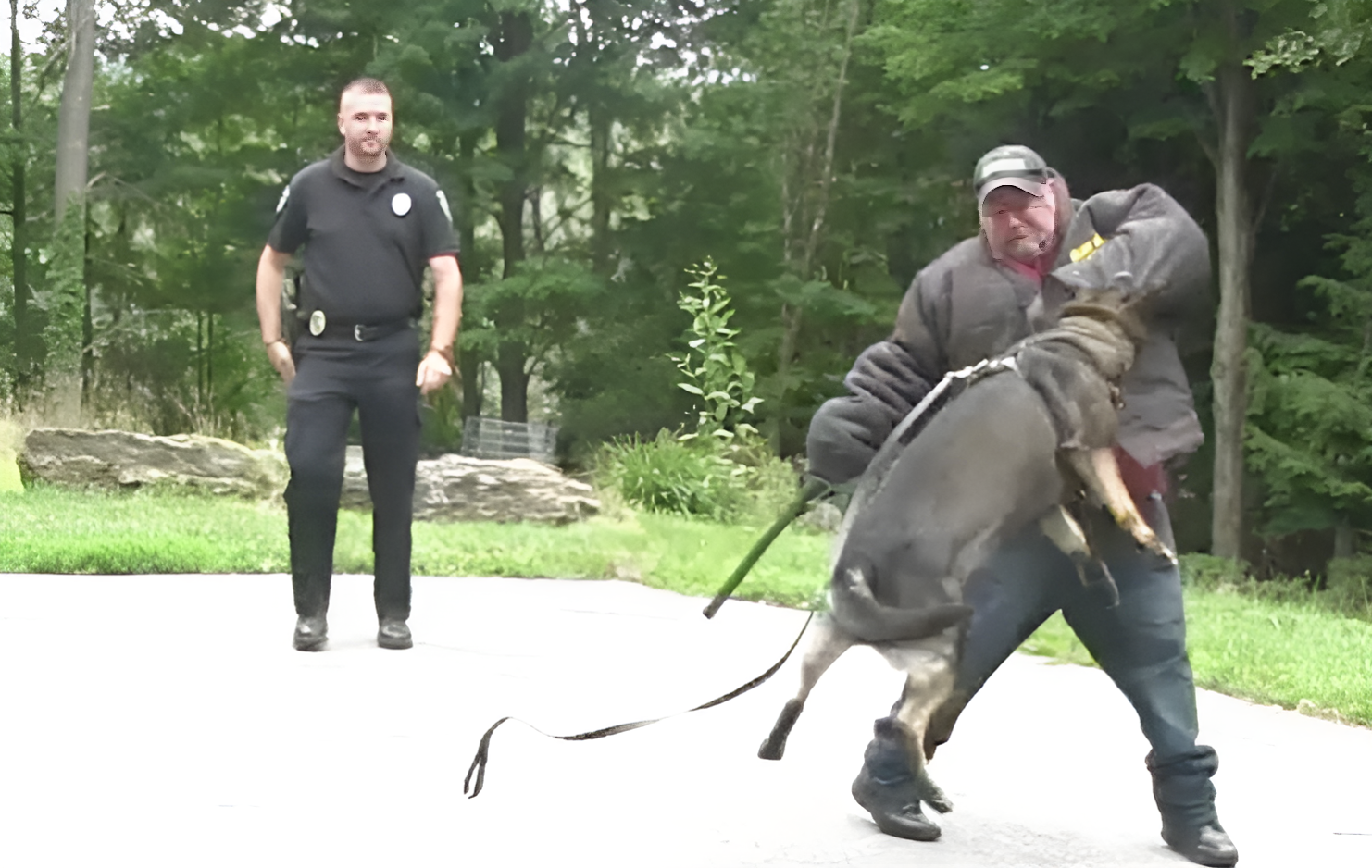 Police Dog practices bite work